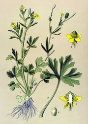 Botanisk bestyrelse. Venenous (giftig): Buttercup Scelerate eller Cellery Leaf Buttercup (Ranunculus sceleratus)