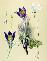 Botanisk tavle. Venenøs (giftig) og lægeplante: Anemone Pulsatille eller Almindelig Pulsatilla (Anemone pulsatilla, Pulsatilla vulgaris)