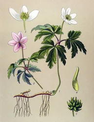 Botanisk tavle. Venenøs (giftig) og lægeplante: Anemone sylvie eller Anemone of the woods (Anemone nemorosa)