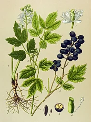 Botanisk tavle. Venenøs (giftig) og lægeplante: Summer Adonis (Adonis aestivalis)