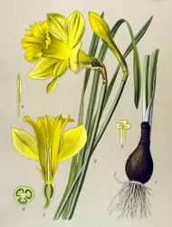 Botanisk tavle Venenøs plante (giftig): gul narcissus (Narcissus pseudonarcissus)