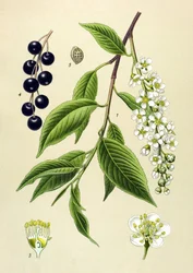 Botanisk tavle, plante: Kirsebærtræ (Prunus padus)