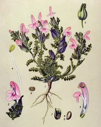 Botanisk tavle, plante: Pedicularis sylvatica