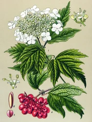Botanisk tavle, plante: Viburnum ugle (Viburnum opulus)