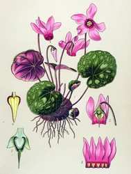 Botanisk bord, giftig og medicinsk plante: Cyclamen purpurascens, Cyclamen europaeum