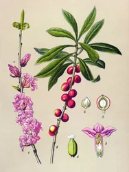 Botanisk bord, giftig og medicinsk plante: Smukt træ (Daphne Mezereum)