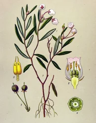 Botanisk bord, giftig plante (giftig): Andromeda har poloniumblade (Andromeda polifolia)