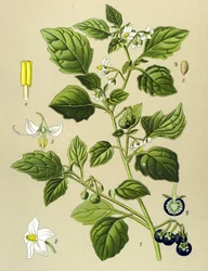 Botanisk tavle, giftig plante: Sort natskygge (Solanum nigrum)