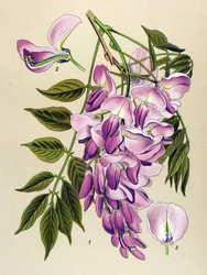 Botanisk bord, giftig plante (giftig): kinesisk glycin (Wisteria chinensis)