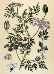 Botanisk bord, giftig plante (giftig): Hundepersille eller falsk persille (Aethusa cynapium)
