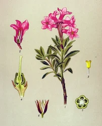 Botanisk bord, venenøs plante (giftig): Rhododendron cilie (Rhododendron hirsutum)
