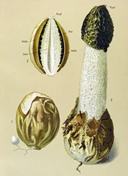 Botanisk tavle med spiselig svamp: Stinky Satyre (Phallus impudicus)