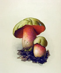 Botanisk tavle med giftig svamp (venenøs): Ulvebolet (Boletus lupinus)