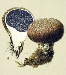 Botanisk tavle med giftig svamp (venenøs): vulgær sklerodermi (Scleroderma vulgare)