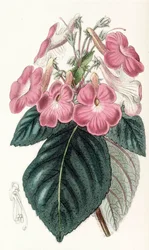 Botanisk illustration/Achimenes grandiflora/Achimene har store blomster