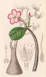 Botanisk illustration/Adenium obesum/Desert rose/Desert rose