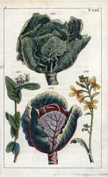 Botanik: kål, kål, Brassica oleracea capitata, blomst 172 og bladhoved 173, rødkål, Brassica oleracea rubra