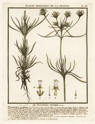 Forgrenet plantain, Plantago indica.