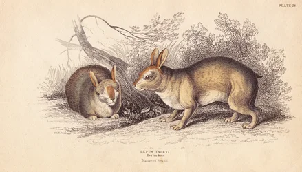 Brasiliansk kanin, Sylvilagus brasiliensis (Lepus tapeti). Fra eksemplarer i Berlin Museum. Håndkoloreret stålstik af Lizars efter en illustration af Charles Hamilton Smith fra William Jardine