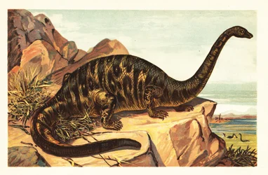 Brontosaurus excelsus, uddøde arter af gigantisk firbenet sau1908 (litografi)