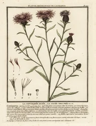 Brun knapweed, Centaurea jacea.