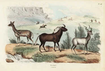 Buskbuk, Tragelaphus scriptus 1, sort gnu eller hvidhalet gnu, Connochaetes gnou 2, stor kudu, Tragelaphus strepsiceros 3