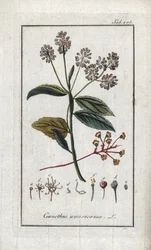 Californisk syren (Ceanothus americanus). Litografi fra "Afbeelding der Artseny-Gewassen" af Johannes Zorn (1739-1799), Holland