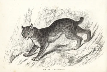 Canadisk los, Lynx canadensis (Felis canadensis). Håndkoloreret litografi fra Georg Friedrich Treitschkes naturhistoriske galleri, Naturhistorischer Bildersaal des Thierreiches, Liepzig-1842.