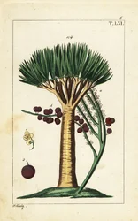 De Kanariske Øers dragetræ, Dracaena draco. Sårbar.