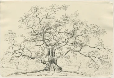 Cannock Chase: pen- og blyantstegning, nd [?1800-tallet]