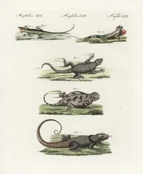 Kapfirben (afrikansk saur), Cordylus cordylus 1, Cuviers madagaskarfirben (Madagascar lezard), Oplurus cuvieri 2, bjergfirben med horn (lezard a horn), Phrynosoma orbiculare 3, jamaicansk anolis (Jamaique lezard), Anolis garmani 4, og grøn anolis.