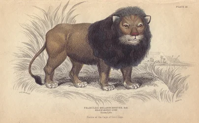 Kapløve. Litografi af William Lizars, baseret på en tegning af Charles Hamilton Smith, til "Bibliotheque naturaliste, mammals, les felins", af Sir William Jardine, udgivet i 1834 i Edinburgh (Skotland).