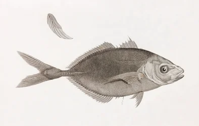 Caranx Lune, tæt på