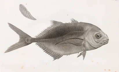 Caranx Sauteur, tæt på