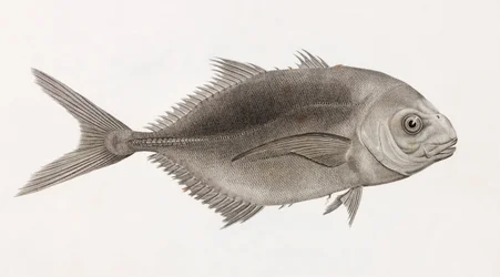 Caranx Sauteur, tæt på
