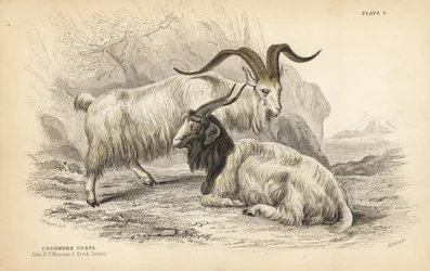 Kashmirged, Capra hircus lanigera. Edinburgh Royal University Museum og Frederick Cuvier. Håndkoloreret stålstik af Lizars efter en illustration af James Stewart fra William Jardine