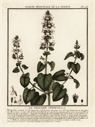 Catnip, Nepeta Qatar.