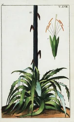 Århundrede plante, Agave americana.