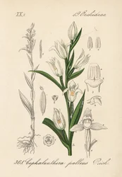 Cephalanthere har epe eller langbladet - Sværdbladet høgeurt, Cephalanthera longifolia (Cephalanthera pallens). Håndkoloreret litografi fra Diederich von Schlechtendals tyske flora (Flora von Deutschland), Jena