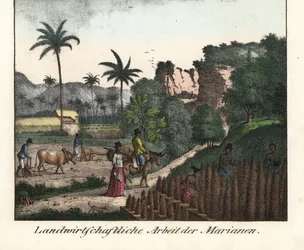 Chamarro-bønder pløjer en mark og laver rækker af plantager i øgruppen Marianerne (USA). Illustration fra Voyage Around the World (1824) af Louis de Freycinet (1779-1842). Litografi til bogen: "Galerie complete en tableaux fideles des peu
