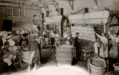 Champagne: presning af druer i Saint-Helene-høsthuset, Moet & Chandon Epernay-huset, begyndelsen af det tyvende århundrede (s/h-foto)