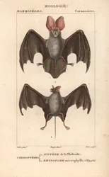 Cheiroptere (chiroptere): nyctere af Thebaide og rhynopome microphyll af Egypten - Eau forte af Jean Gabriel Pretre (1780-1845), graveret af Carnonkel, til ordbog over naturvidenskab: pattedyr af Frederic Cuvier, redigeret af Pierre Jean Francois Tu