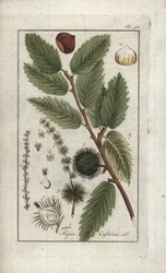 Kastanje (Castanea sativa). Litografi fra "Afbeelding der Artseny-Gewassen" af Johannes Zorn (1739-1799), Holland