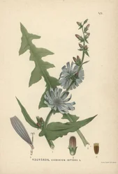 Cikorie, Cichorium intybus