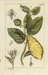 Citron viser frugt, blade og blomster, Citrus medica.