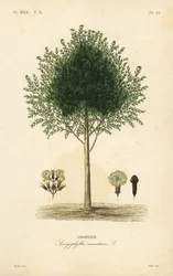 Nelliketræ, Syzygium aromaticum, Caryophyllus aromaticus, Giroflier