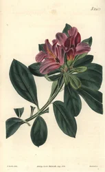 Klynge af lilla blomster fra en indisk azalee. Illustration af C. Curtis, gravering af Weddell. Eau forte i The Curtis Botanical Magazine, af Samuel Curtis