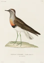 Kravehøne, Falklandsøerne