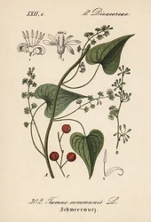 Almindelig drivkraft eller græs til voldsramte kvinder - Sort bryon, Tamus communis. Håndkoloreret litografi fra Diederich von Schlechtendals tyske flora (Flora von Deutschland), Jena