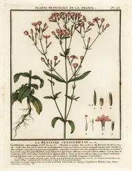 Fælles århundrede. Centaurium erythraea.